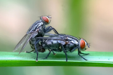 fly on leaf
