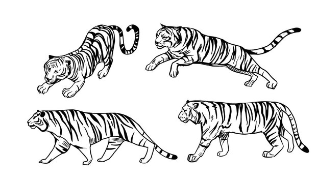 Tiger jump, walking. Set of hand drawn vector skech. Outline illustration.