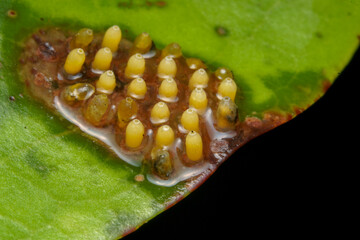 close up of a caterpillar