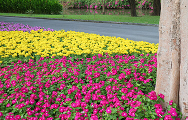 Field of Vibrant Color Cape Periwinkle and Marigold in the Park