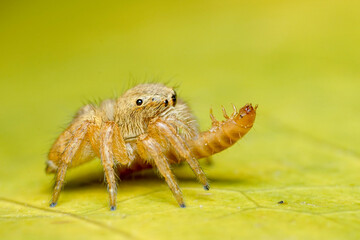 spider on a leaf