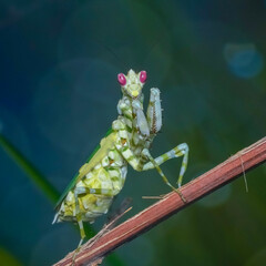 grasshopper on a leaf