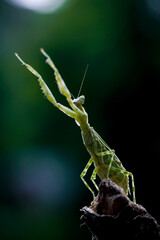 grasshopper on a branch