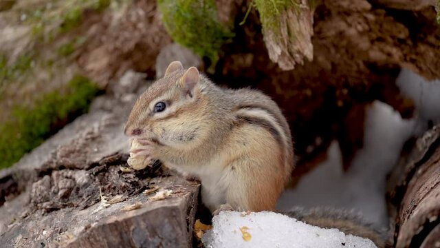 Closeup of a chipmunk eating a peanut in the winter in the forest