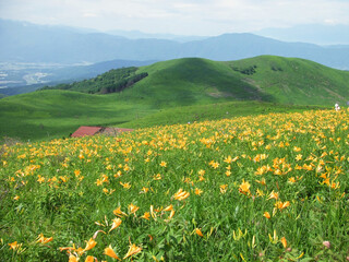 日本・長野県ビーナスラインのニッコウキスゲ