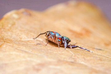 bug on a leaf