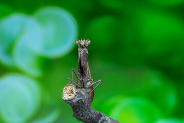 butterfly on a leaf
