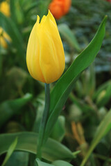 Vertical Image of a Vivid Yellow Tulip in the Garden