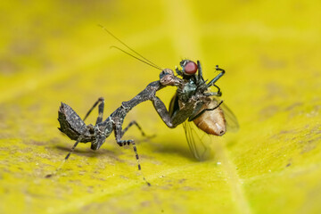 fly on leaf
