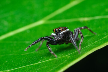 spider on a leaf