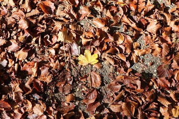 autumn leaves background