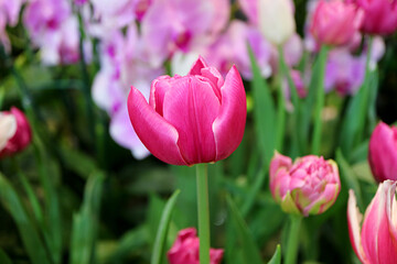 Closeup of a Vibrant Magenta Pink Tulip Among Another in the Garden
