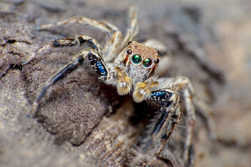 spider on the ground