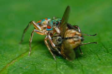 close up of a fly
