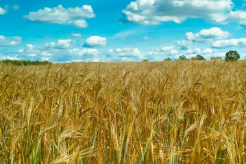 wheat field against the blue sky close-up