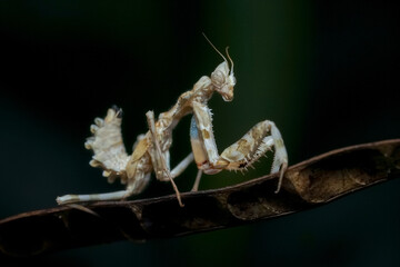 praying mantis macro