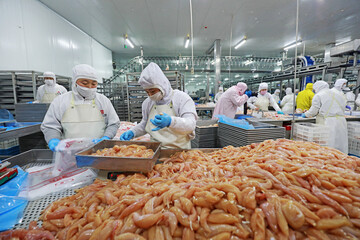 The workers are busy in a modern broiler processing factory on the production line of broiler segmentation.