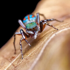 close up of a beetle