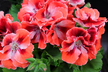 Pelargonium coral flowers, macro photography, selective focus, horizontal orientation