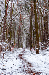 Snowy silent forest III
