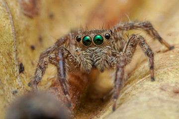 spider on a leaf