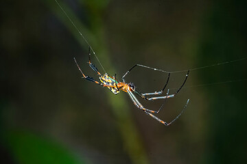 spider on a web