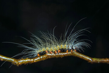 caterpillar on a branch
