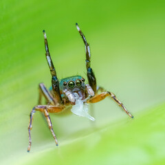 Fototapeta premium spider on a green leaf