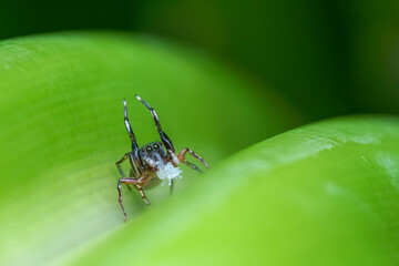 spider on a leaf