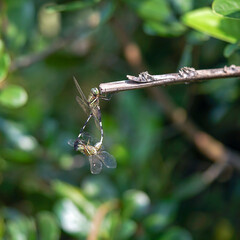 dragonfly on a branch