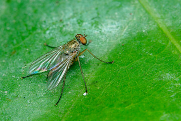 fly on leaf