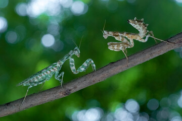 lizard on a branch