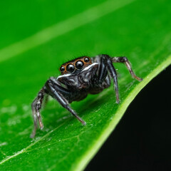macro of a spider