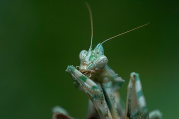 praying mantis on a leaf