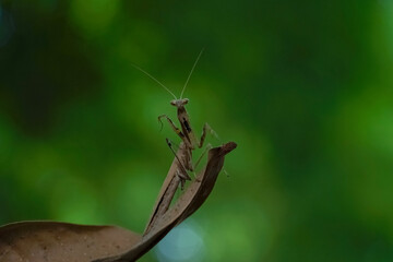 praying mantis on leaf
