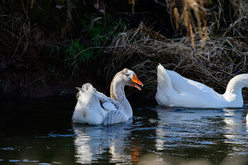 beautiful wild white wild geese in the creek