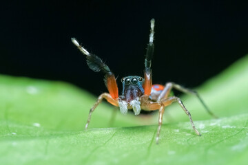 macro shot of a spider