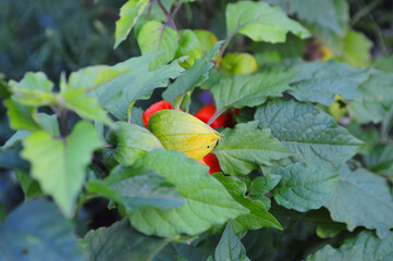 Gooseberry Physalis Peruviana