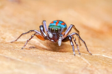 spider on the ground