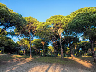 stone pine forest