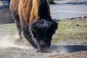 american bison in the park