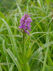 Broad-leaved Marsh Orchid