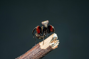 spider on a wall
