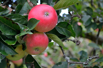 Close-up Of Untreated Apples On The Tree
