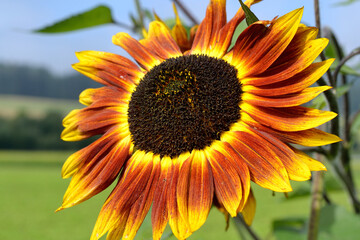 Close-up Of Multicolored Sunflower