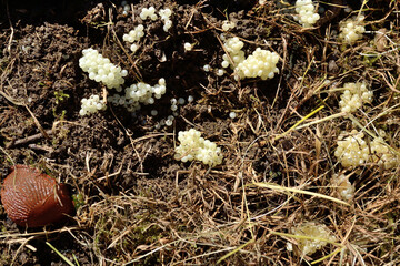 Brown Slug With Many Eggs