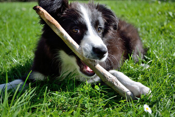 Young Playful Border Collie In Meadow