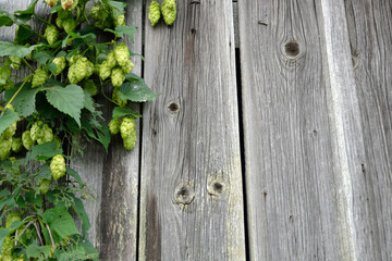 Hop fruits on a wooden wall