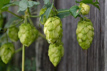 Hops Fruits Close Up, Old Wooden Wall In Background