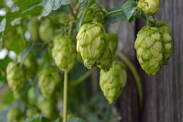 Hops Fruits Close Up, Old Wooden Wall In Background